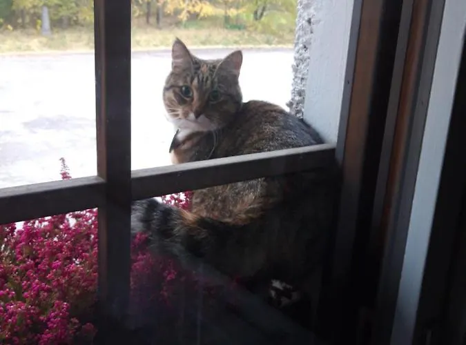 Jaalan Tienristi * קובולה